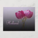Suche nach hollands Tulpe