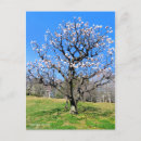 Suche nach pflaumenbaum postkarten Blume