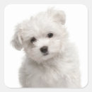 Recherche de maltais Chien blanc
