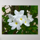 Suche nach frangipani poster Weiß