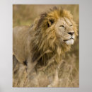 Suche nach male lion poster Große katze