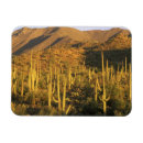 Suche nach tucson magnete Saguaro cactus