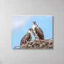 Suche nach raubvögel leinwandbilder Tiere