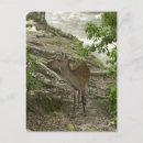 Recherche de vertébré cartes postales Nature