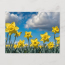 Suche nach gelbe narzissen postkarten Blumen