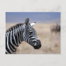 Suche nach zebra postkarten Dschungel