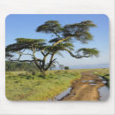 Suche nach akazienbaum mousepads Afrika