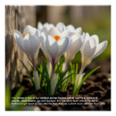 Suche nach krokus poster Blume