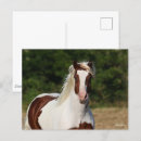 Suche nach haflinger postkarten Kopfschuss