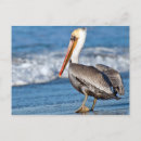 Recherche de pélicans cartes postales Plage
