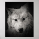 Recherche de loup posters Imprimer