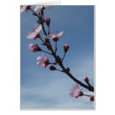 Suche nach blühender kirschblüte baum Rosa