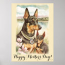 Suche nach kelpie poster Hund