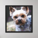 Suche nach yorkshires poster leinwandbilder Yorkshire terrier