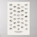Recherche de mammifères posters Faune