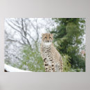 Suche nach tierfotos poster Große katzen