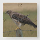 Recherche de buse Photographie de faune