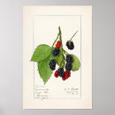 Recherche de nature blackberry posters Vintage