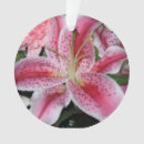 Suche nach rosa lilien ornamente Stargazer