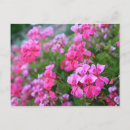 Recherche de fleurs girly cartes postales Beau