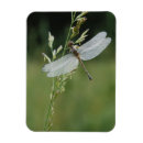 Recherche de cachet magnets Jour