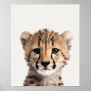 Suche nach baby gepard poster Safari