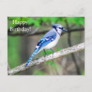 Recherche de blue jay anniversaire cartes Oiseaux