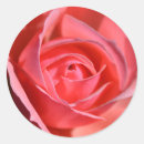Suche nach rosenaufkleber Rosa rosa