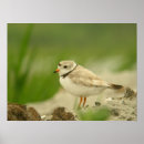 Suche nach spezies poster Vogel
