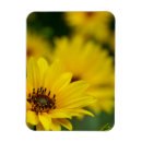 Recherche de de marguerite magnets Marguerie