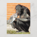 Recherche de chimpanzee cartes postales Chimpanzé