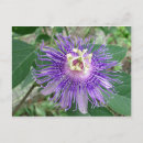 Recherche de passiflora cartes postales Plante