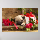 Suche nach entzückend poster Zucht