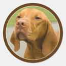 Suche nach vizsla hunde aufkleber Hundefreund