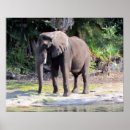 Recherche de éléphant posters Nature