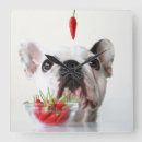 Recherche de looking Pet