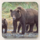 Suche nach grizzlybär untersetzer Nordamerika