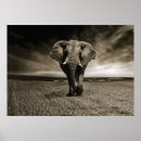 Suche nach elefanten foto poster Afrikanischer elefant