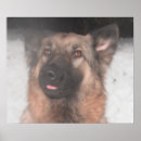 Suche nach klebrig poster Hunde
