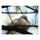 Suche nach weiße tauben poster Vogelvogel