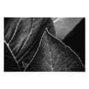 Suche nach art forms in nature poster Blatt