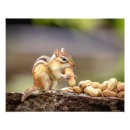 Suche nach chipmunk foto poster Wildtiere