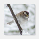 Suche nach spatz magnete Vogel