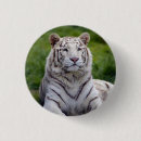 Suche nach bengalischer tiger buttons Tierwelt