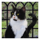 Suche nach katzenmalereien poster Niedlich