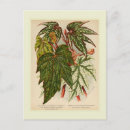 Recherche de bégonias cartes postales Flore