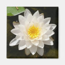 Suche nach lotus magnete Rosa