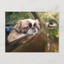 Suche nach pekingeser postkarten Kaninchen