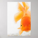 Recherche de regard de lion posters Regarder la caméra