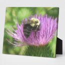 Suche nach bienen fotoplatten Hummel